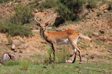 Lechwe Sumpfantilope