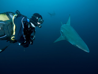 Taucher begegnet Hai
