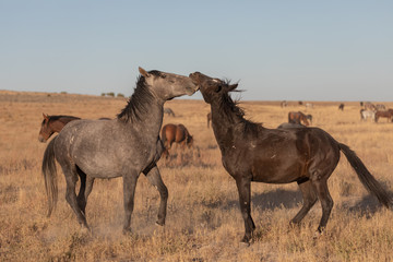 Wild Horse Stallions Sparring in the Utah Desert