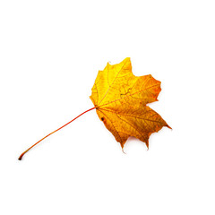 Autumn leaf