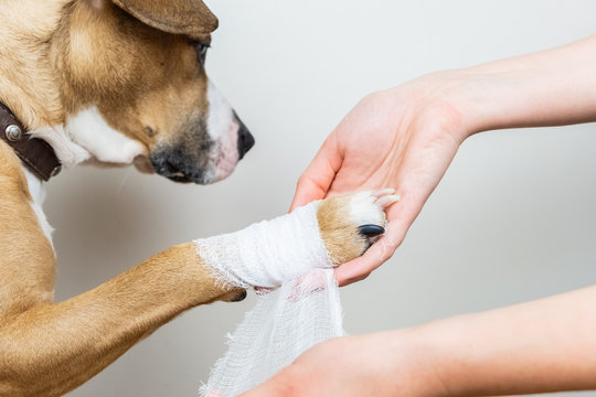 Bandaging a sales dog paw