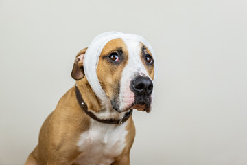 Sick or wounded pet concept. Portrait of dog with bandaged head at white background