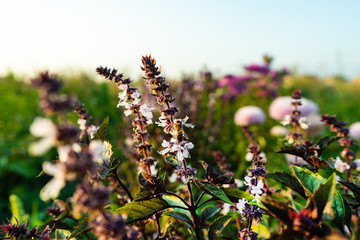 A bee on a Basil flower. Flower of Basil, great Basil.
