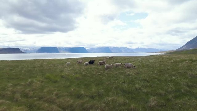 4K Aerial Flock of Sheep Westfjord Iceland