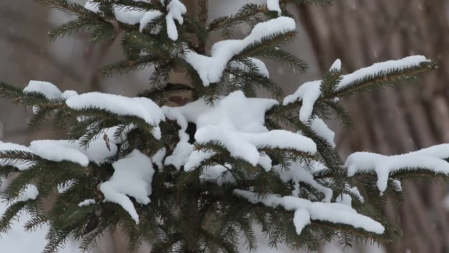 conif&egrave;res en hiver