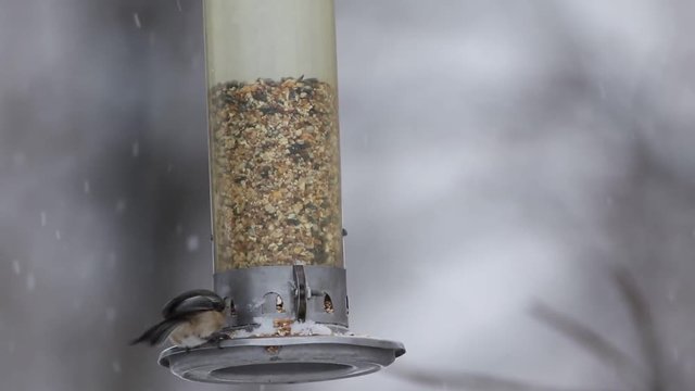 m&eacute;sange &egrave;a t&ecirc;te noire