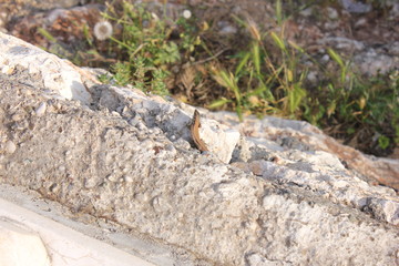 lizard on rock