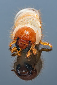 Image of grub worms, Coconut rhinoceros beetle (Oryctes rhinoceros), Larva with reflection.