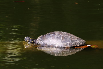 Obraz premium Jabuti