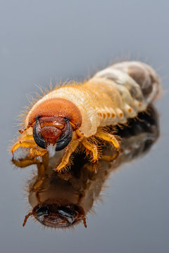 Image of grub worms, Coconut rhinoceros beetle (Oryctes rhinoceros), Larva with reflection.