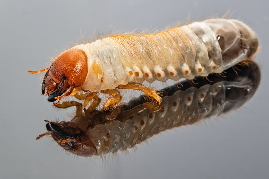 Image of grub worms, Coconut rhinoceros beetle (Oryctes rhinoceros), Larva with reflection.