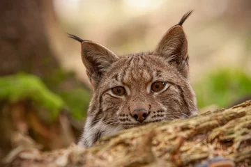  Gedetailleerde close-up van het verbergen van volwassen Eurische lynx op een jacht in het herfstbos. Bedreigde zoogdierroofdier verstopt in natuurlijke omgeving. Wildlife landschap met gecamoufleerd dier. © WildMedia