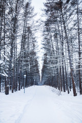 Fototapeta premium Beautiful winter in pine forest. Winter lanscape.