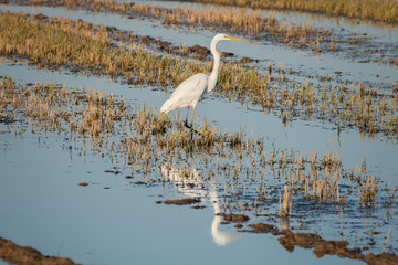 White heron (Ardea alba) at sunset in a flooded rice field in Albufera natural park, Valencia, Spain. Magic colors and perfect natural background. Perfect reflection in the water.