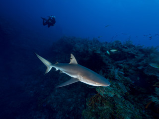 Fototapeta na wymiar Taucher begegnet Hai