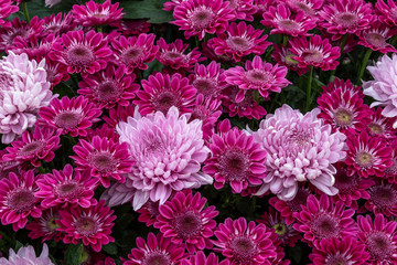 Chrysanthemum