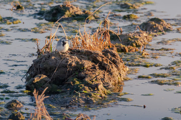 white wagtail (Motacilla alba) at sunset in a flooded rice field in the natural park of Albufera, Valencia, Spain. Magic colors and perfect natural background.