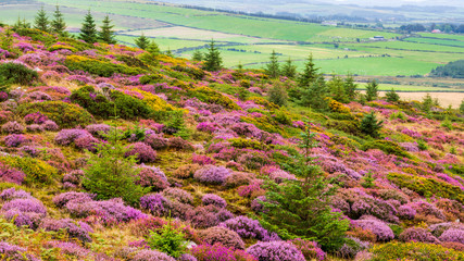 Heather flower, Calluna vulgaris, season in Wicklow Mountains, Ireland. Idyllic landscape of...