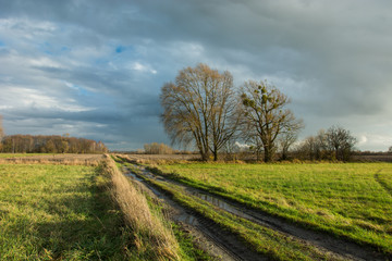 Traces of wheels and puddles on a dirt road through a green meadow, large trees and rainy clouds in the sky