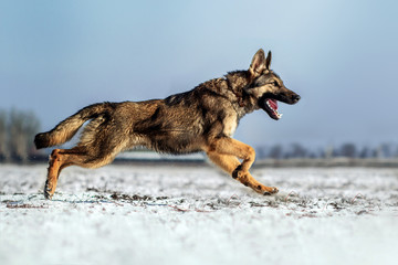 german shepherd dog puppy winter walk fun runs through the snow