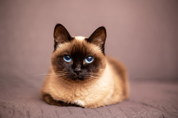 Portrait of the siamese cat over blurred brown background
