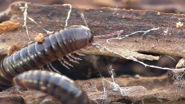  Tausendf&uuml;sser, Myriapoda