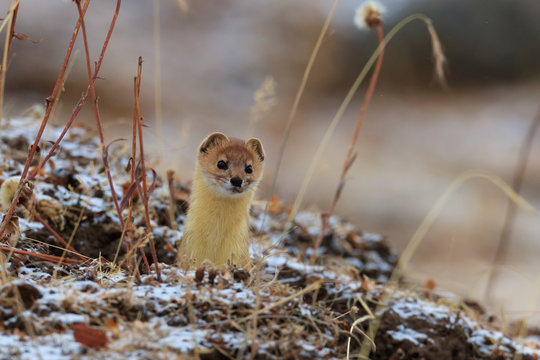 Mountain weasel looking out from a hole
