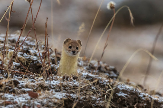 Mountain weasel looking out from a hole