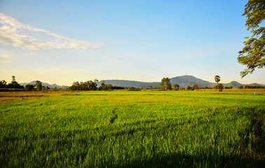 The Rice field and mountain with the sky