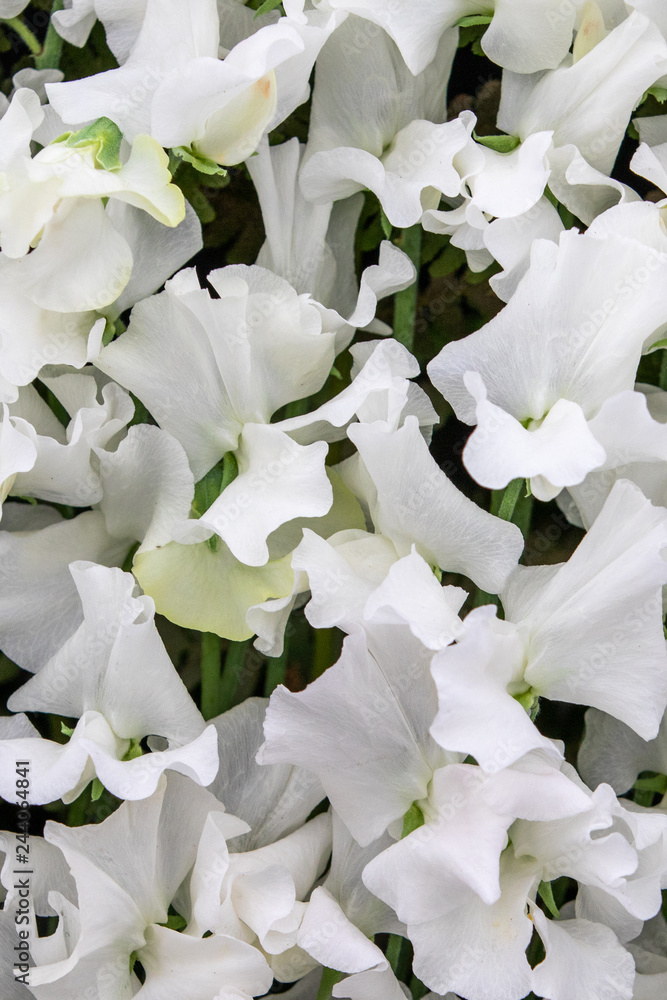 Poster sweet pea  Cathy Wright (Lathyrus oderatus)