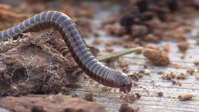  Tausendf&uuml;sser, Myriapoda