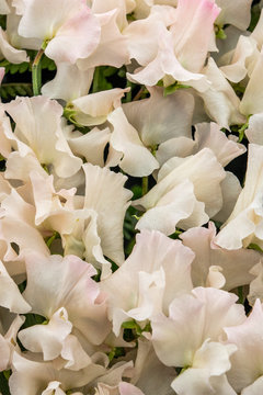 sweet pea Kiera Madeline  (Lathyrus oderatus)