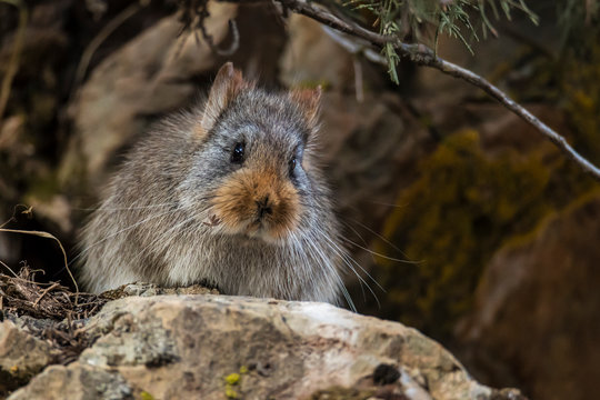 Pika looking out from a stone