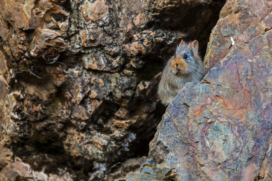 Pika looking out from a stone