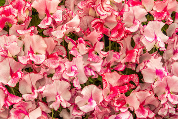 sweet pea Linda Carole (Lathyrus oderatus)