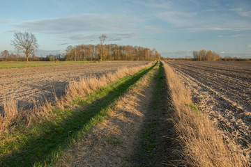 Fototapeta na wymiar Ground road covered with grass by plowed fields, trees without leaves and clouds on a blue sky
