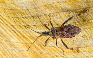 a Western conifer seed bug introduced to Europe