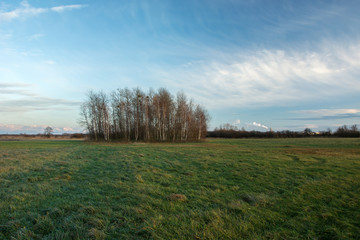 Large green meadow, a copse with trees without leaves and clouds on a blue sky