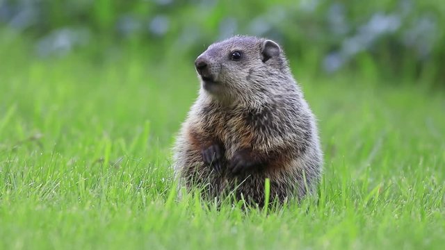 Funny young groundhog stands in green grass moving mouth