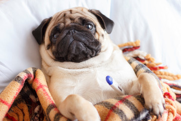 Sad dog pug in a checkered blanket is sick and lies with a thermometer