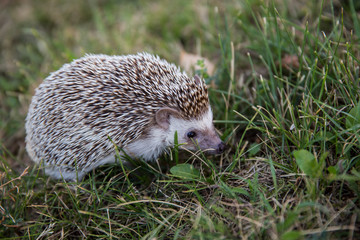 hedgehog in the grass