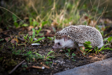 hedgehog in the grass