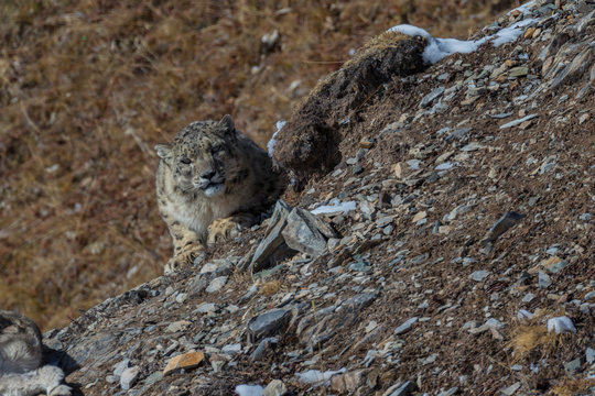 Snow leopard China