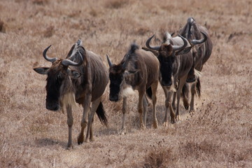 Gnous de Tanzanie