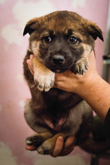 A man holds in his hands a cute mongrel puppy. Close-up.