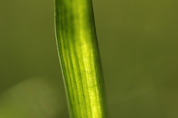 closeup of green leaf