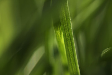 closeup of green leaf