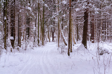 ski run in the winter forest