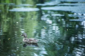 duck in water