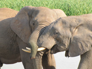 Fototapeta na wymiar Verspielte junge Elefanten im Addo Elephant Park in Südafrika